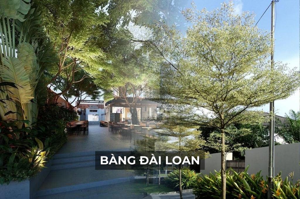 Cay Trong Cho Quan Beer San Vuon 2