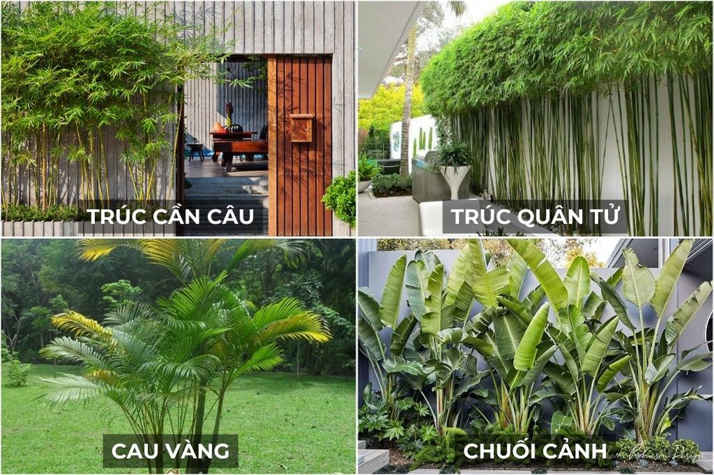 Cay Trong Cho Quan Beer San Vuon 4