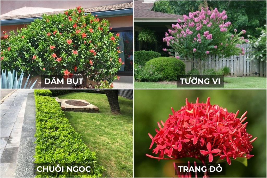 Cay Trong Cho Quan Beer San Vuon 6